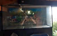 Terarium oder Aquarium 100 lang x 40 tief x 50 hoch Sachsen-Anhalt - Sandersdorf Vorschau