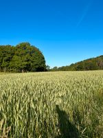 SUCHE Wald oder Wiesen Pferdehaltung Biedenkopf Kombach Hessen - Biedenkopf Vorschau