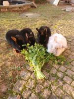 Gegenseitige Urlaubsbetreuung Kaninchen Baden-Württemberg - Obrigheim Vorschau