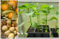 Physalis und Tomatenpflanze Tomaten Pflanzen Bayern - Rödental Vorschau