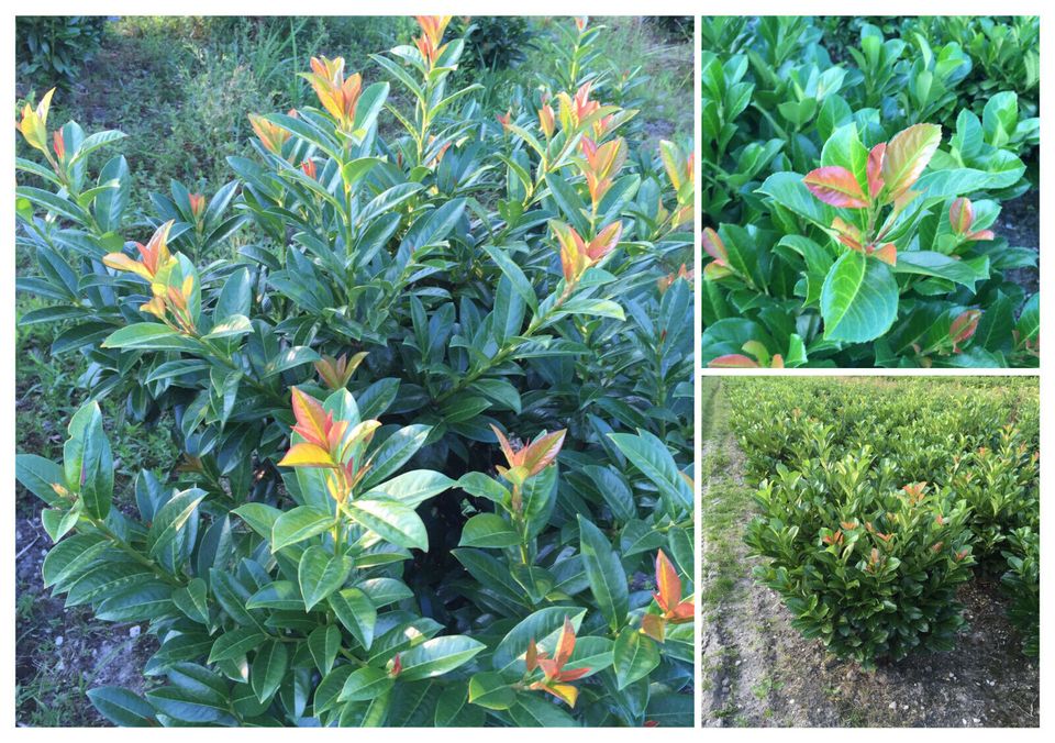 Kirschlorbeer - Genolia Etna Rotundifolia Novita Portugiesischer in Willich