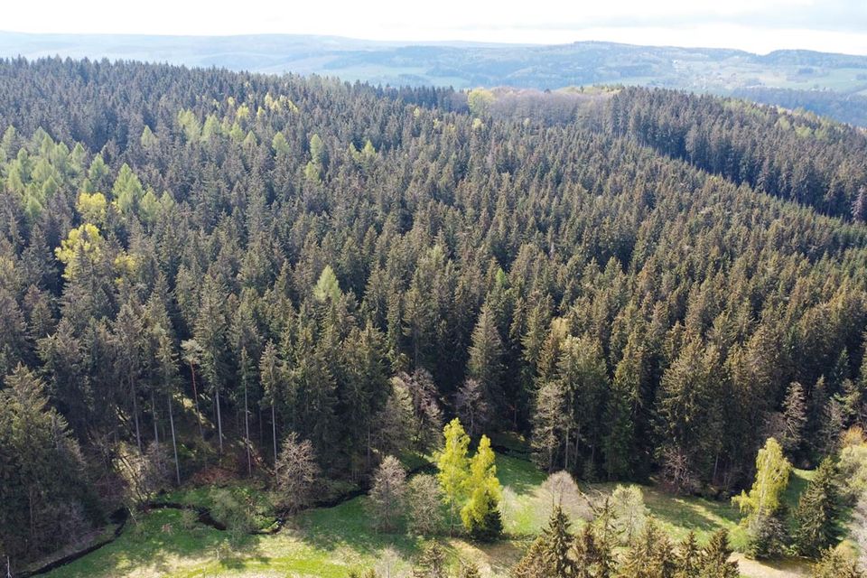 0,5 ha Waldgrundstück in Olbernhau