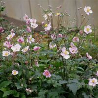 Garten Staude Herbst Anemone rosa Niedersachsen - Ahlerstedt Vorschau