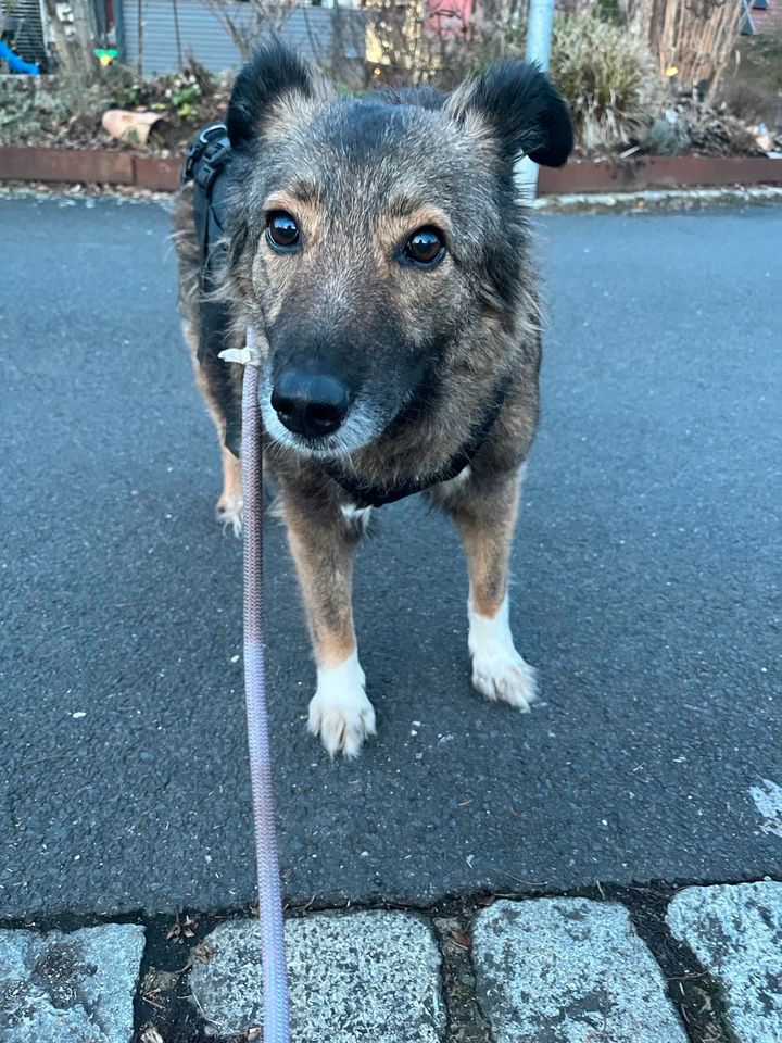 Becky eine ganz liebe ruhige Omihündin in Hahnbach