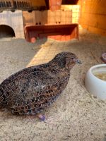 zahmer Wachtelhahn sucht dringend ein liebevolles Zuhause ❤️ Niedersachsen - Lüneburg Vorschau