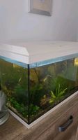 Aquarium 60 lmit guppys und Garnelen Nordrhein-Westfalen - Wesseling Vorschau