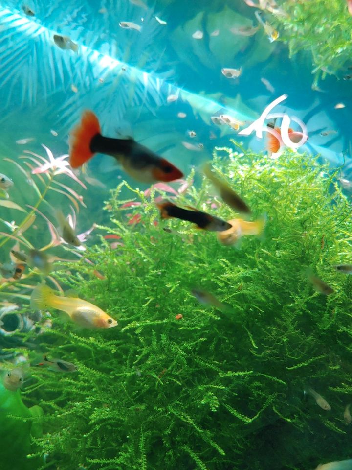 Aquarium Fische Endler Guppys viele Farben in Rotenburg