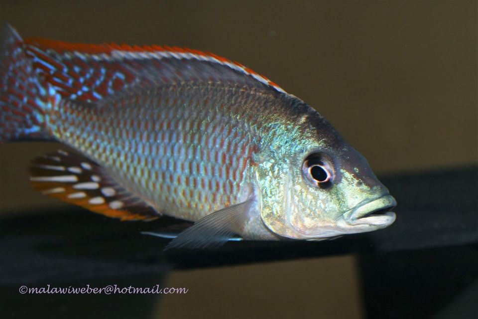 Zuchtgruppe Otopharynx tetrastigma, Malawi Buntbarsch in Taura