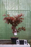 Acer palmatum `Atropurpureum´ Ahorn Ahornwochen Sonderpreis Hessen - Dietzhölztal Vorschau