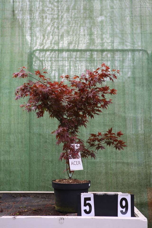 Acer palmatum `Atropurpureum´ Ahorn Ahornwochen no. 59 in Dietzhölztal