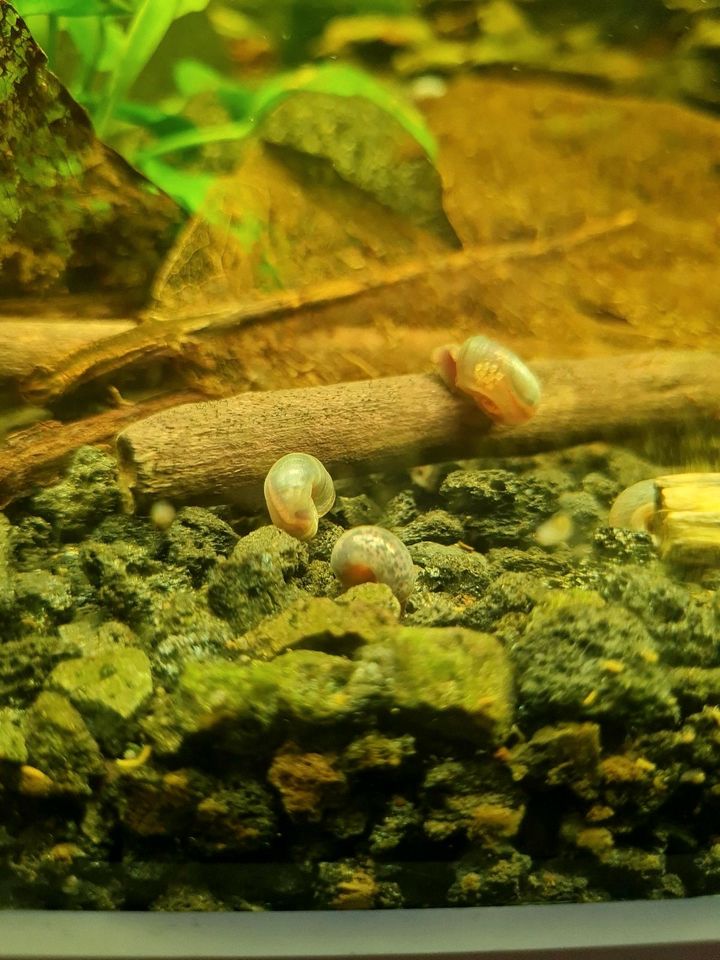 Verschiedene Aquarium Schnecken abzugeben in Wiesenau bei Frankfurt/Oder