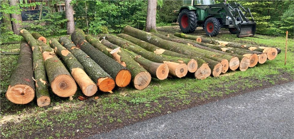 Esche Rundholz Holz, kein Brennholz in Bad Feilnbach