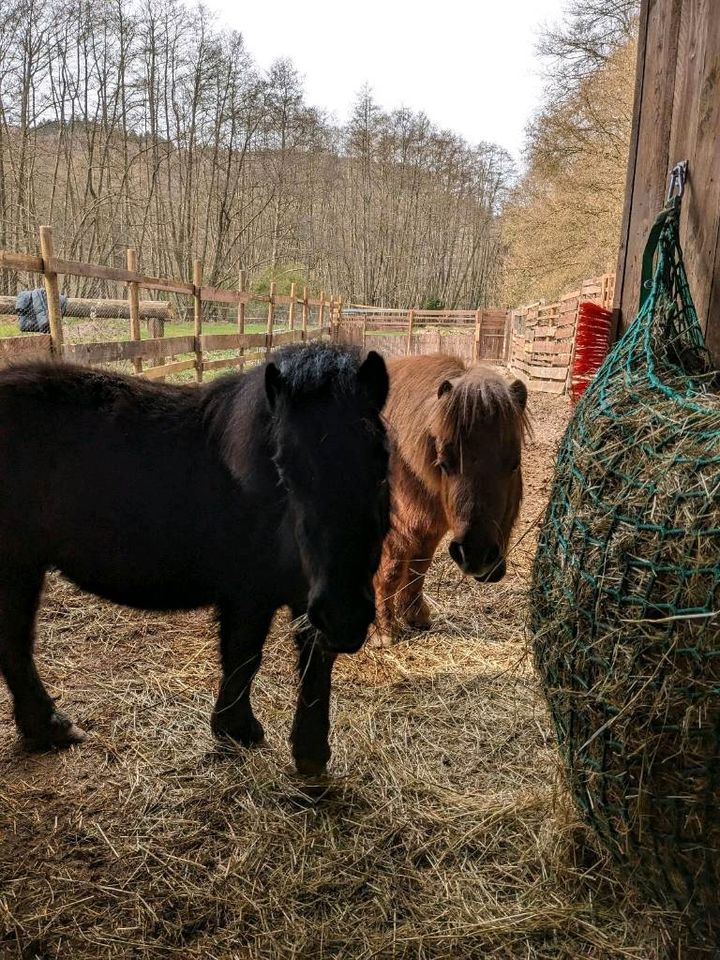 2 Ponys suchen zusammen ein liebes Zuhause ♥️ in Schmelz