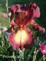 Iris Provencal 1 Rhizom blühend Nordrhein-Westfalen - Paderborn Vorschau