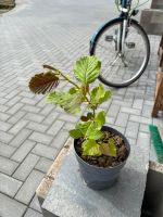 Haselnuss Ableger Nordrhein-Westfalen - Geilenkirchen Vorschau