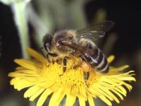 Honig und Propolis aus eigener Imkerei (GP-Holzheim). Baden-Württemberg - Göppingen Vorschau