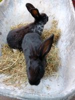 Kaninchen Hasen stallkaninchen Nordrhein-Westfalen - Stadtlohn Vorschau