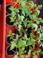 Tomaten Pflanzen rot, gelb, schwarz, grün Nordrhein-Westfalen - Kall Vorschau