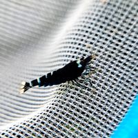 Black TaiTiBee Garnelen aus Black Nanashi, schwarze Caridina, 5€* Baden-Württemberg - Möglingen  Vorschau