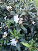 Rhododendron zum Tausch Farbe weiß Dithmarschen - Tellingstedt Vorschau