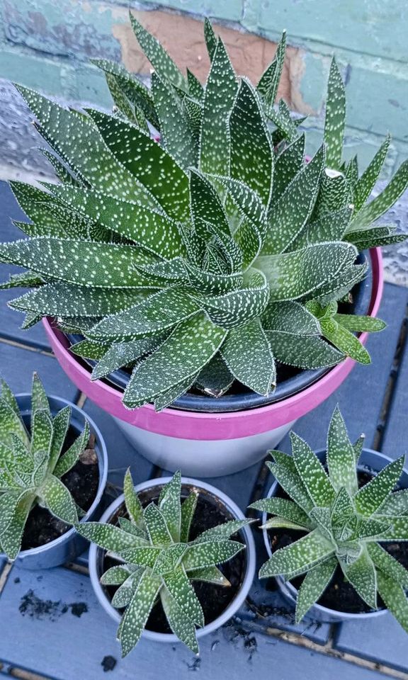 4x Aloe aristata  Kakteen Sukkulente mit Ableger in Hamburg