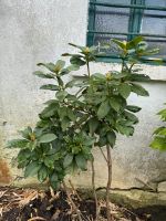 Rhododendron Essen - Rüttenscheid Vorschau