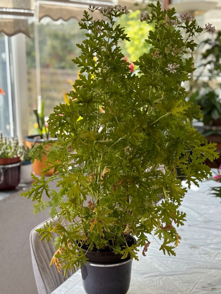 Blume Pflanze Citronella Zitronengras Geranie 2 Stück in Alfeld (Leine)