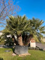 große mehrstämmige Zwergpalme, Chamaerops humilis, frosthart Thüringen - Straußfurt Vorschau