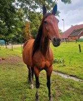 Reitbeteiligung/ Pferd sucht Niedersachsen - Jade Vorschau