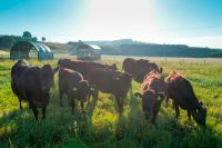 Fullblood Wagyu  Färse Bulle Stier Kuh Jungrind Bayern - Trautskirchen Vorschau