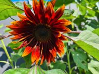 Samen von Roter Sonnenblume Niedersachsen - Hillerse Vorschau