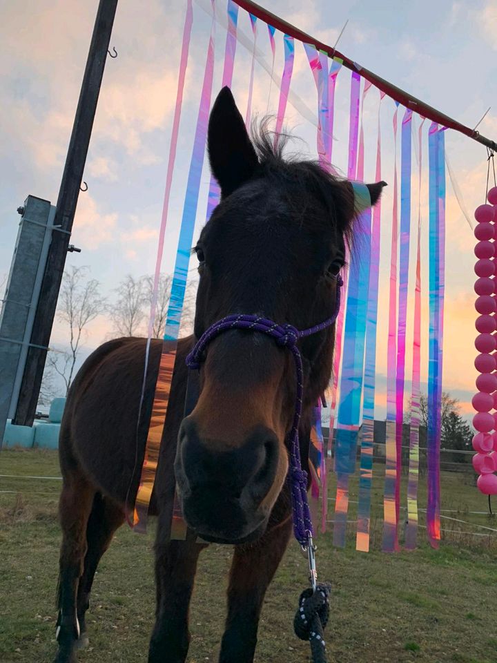 Reitunterricht auf dem Reitplatz und auch im Gelände in Weißkeißel