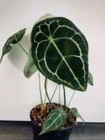 Anthurium Forgetii  X [Papi × (Forgetii  X Crystallinum) Bayern - Kempten Vorschau