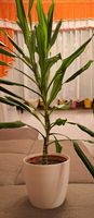 Pflanze Dracaena 65 cm Baden-Württemberg - Ispringen Vorschau