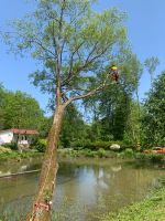 Baumfällung/Baumschnitt Thüringen - Uder Vorschau