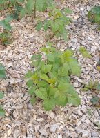 Himbeeren, Jungpflanzen, Ableger Brandenburg - Brandenburg an der Havel Vorschau