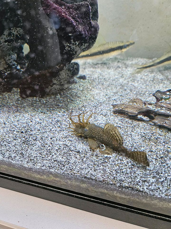 4x Welzeh Aquarium fische +4 andere Fische in Langweid am Lech