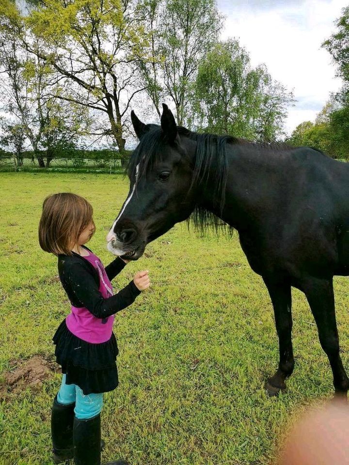 Reitbeteiligung und Pflegebeteiligung (Pferd sucht Reiter) in Winsen (Luhe)