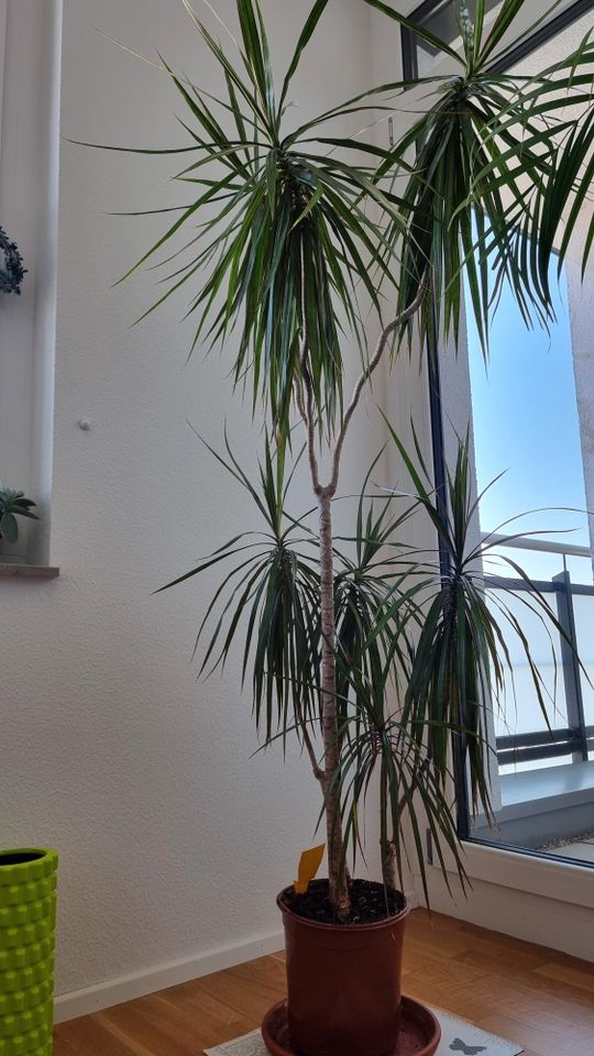 XXL Drachenbaum Zimmerpflanze ca.195cm in Böblingen