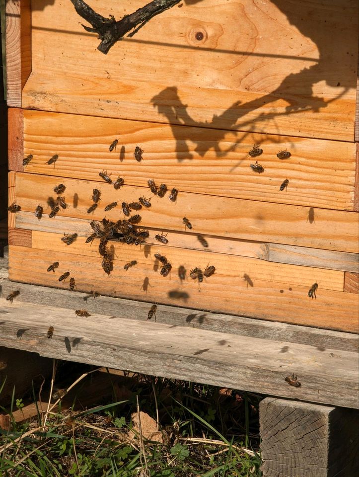 Zander und Zadant Bienen Ableger in Nürnberg (Mittelfr)