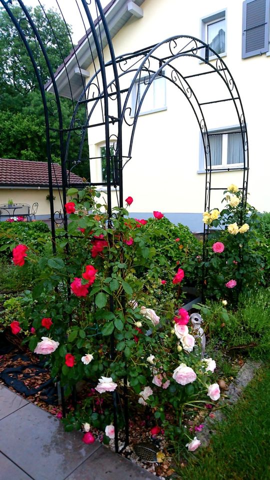 Rosenbogen HOLLAND Rund Pergola Gartendeko Rozenboog  Rose Arch in Görlitz