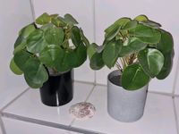 2x Kunstpflanze Pilea Ufopflanze *wie neu!* Bochum - Bochum-Nord Vorschau