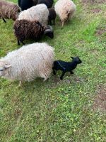 Ouessant Bock schwarz-braun und Lammböckchen Rheinland-Pfalz - Trassem Vorschau