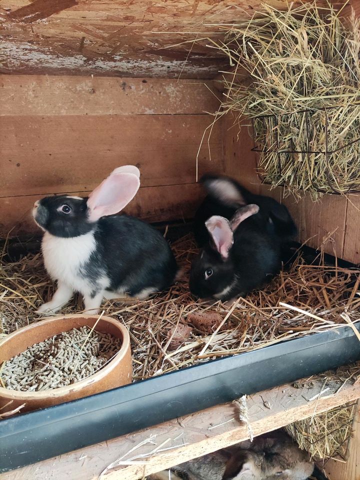 Junge Kaninchen in Bischofswerda