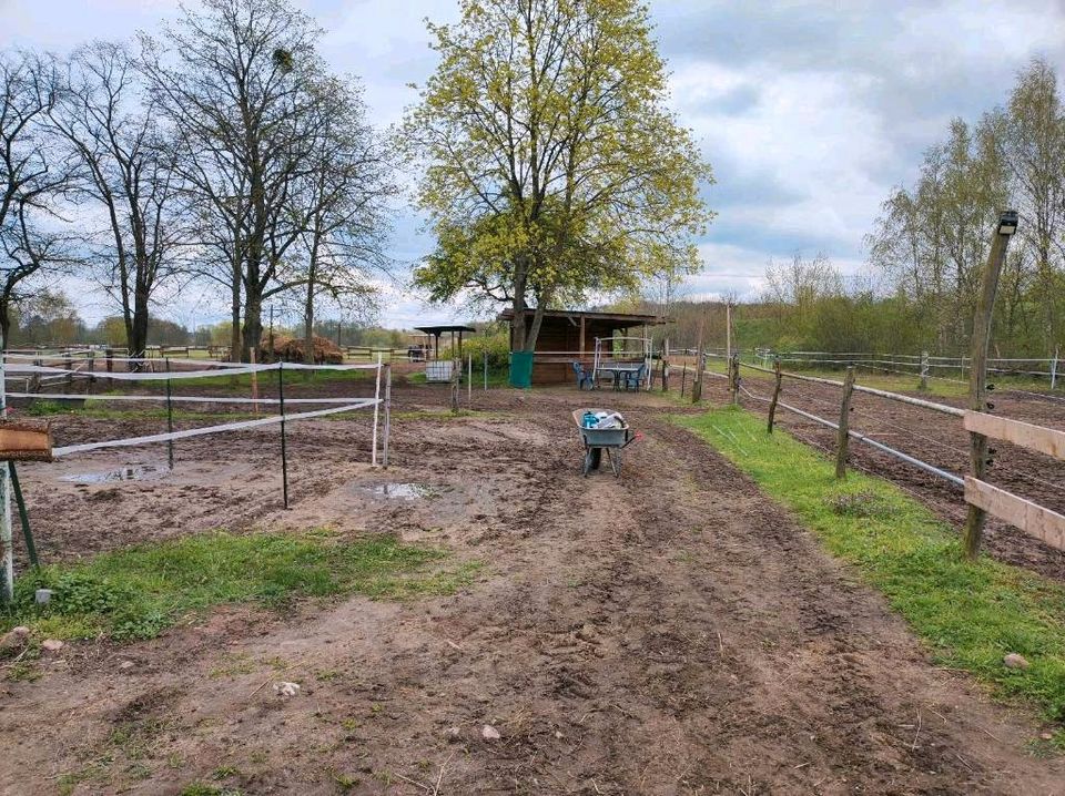 Offenstallplätze und Boxen frei! in Altlandsberg