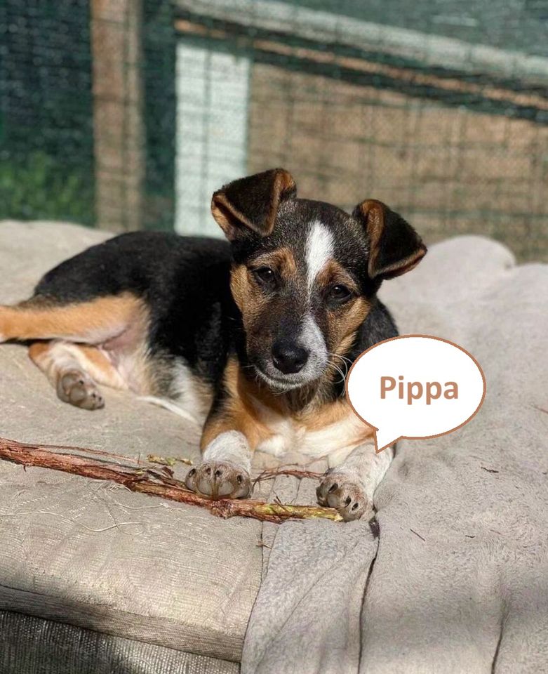 Tierschutz - Pippa sucht ein liebevolles Zuhause ! in Berlin