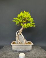 Bonsai japanische Ulme Rheinland-Pfalz - Böhl-Iggelheim Vorschau