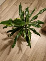 Dracaena Palme Pflanze Zimmerpflanze Brandenburg - Brandenburg an der Havel Vorschau