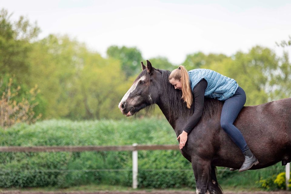 Unterricht in Reiten, Bodenarbeit, Akademischer Reitkunst etc. in Neubörger