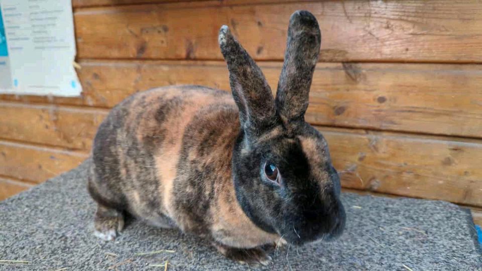 Abgabe von Rassekaninchen in Ebsdorfergrund